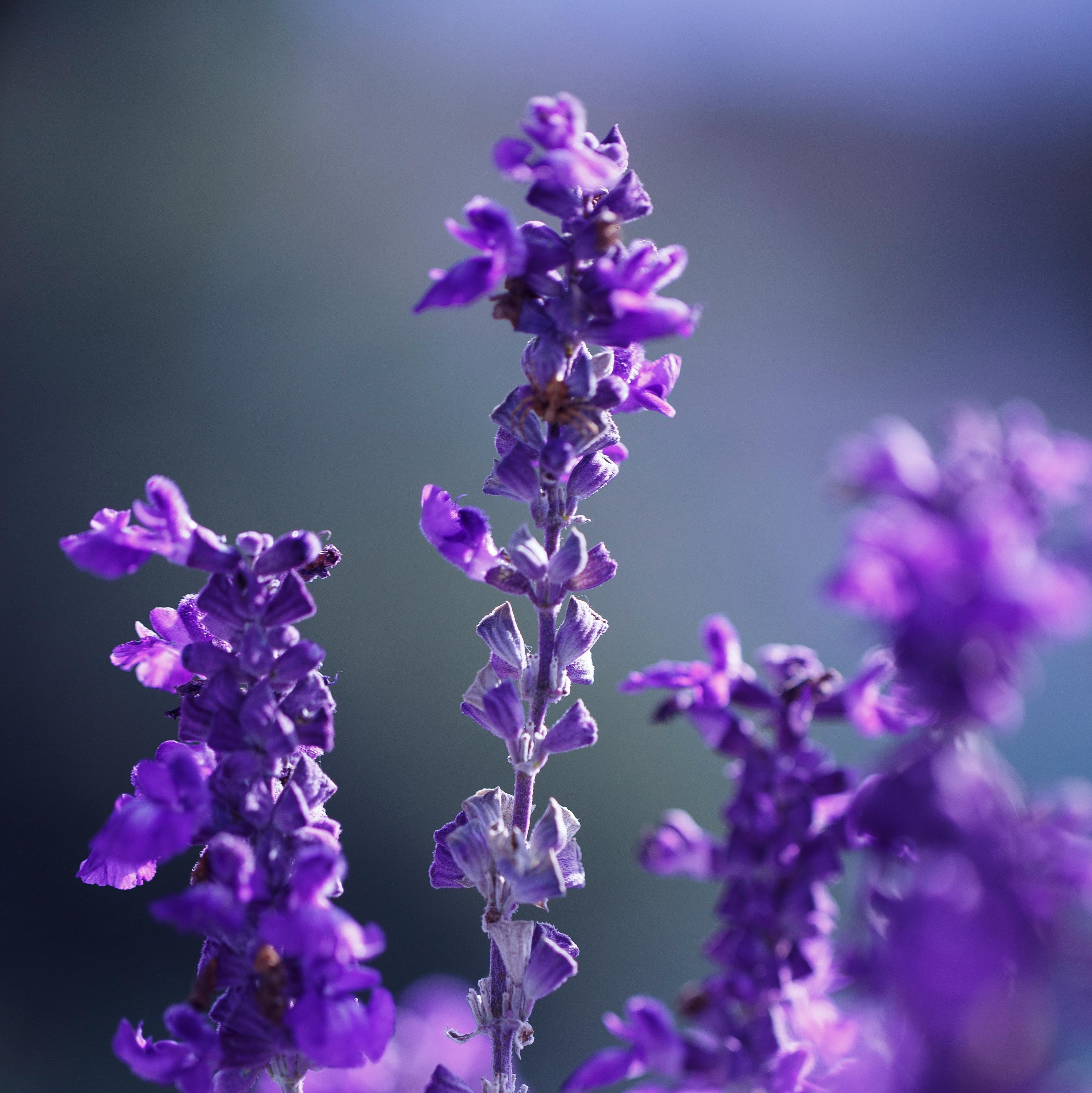 Arganöl Gesichtsöl Lavendel mit echtem Natur-Lavendelöl - Bild mit Lavendel Arganöl Gesichtsöl Lavendel mit echtem Natur-Lavendelöl - Bild mit Lavendel