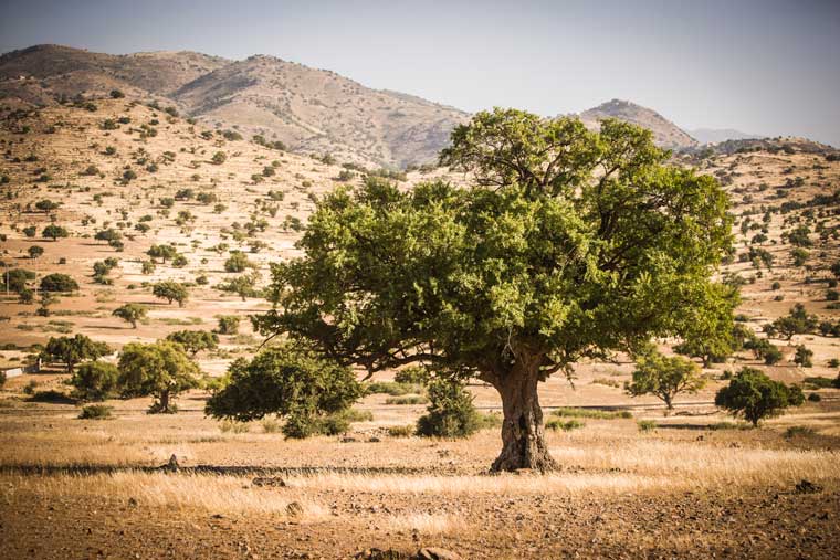 Arganbaum in Marokko