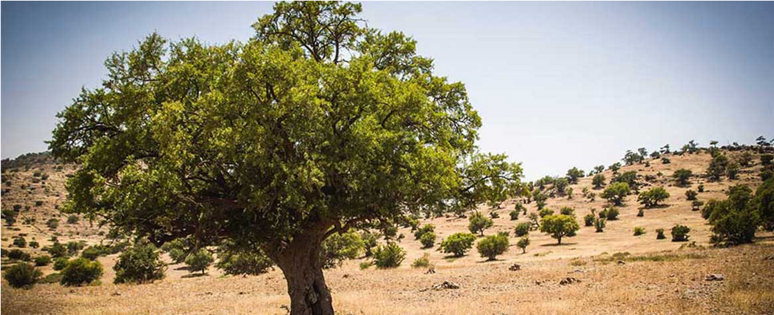 argandor-cosmetic-naturprodukte-arganbaum