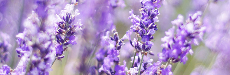 Ausgleichende Gesichtspflege mit Arganöl: Pflegecreme für normale und sensible Haut plus Gesichtsöl mit Lavendel