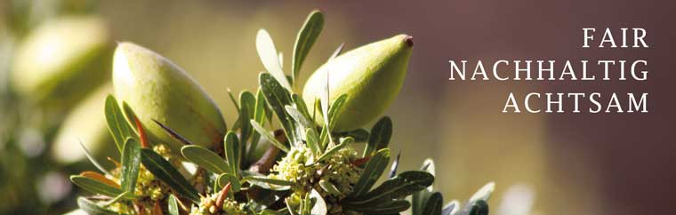 Bild mit der Arganfrucht des Arganbaums - fair, nachhaltig, achtsam